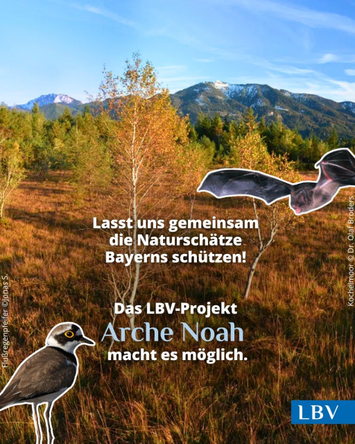 Foto von Dr. Olaf Broders: Landschaftliche Impression des Kochelmoors in der herbstlichen Abendsonne. Im Hintergrund Berge mit Schneeflächen. In den Vordergrund montiert sind eine Fledermaus, ein Flussregenpfeifer sowie der Text "Lasst uns gemeinsam die Naturschätze Bayerns schützen! - Das LBV-Projekt Arche Noah macht es möglich."