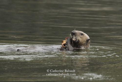 A sea otter with its head and shoulders out of the water holds a living crab with its front paws and uses its strong teeth to break the legs of the crab.