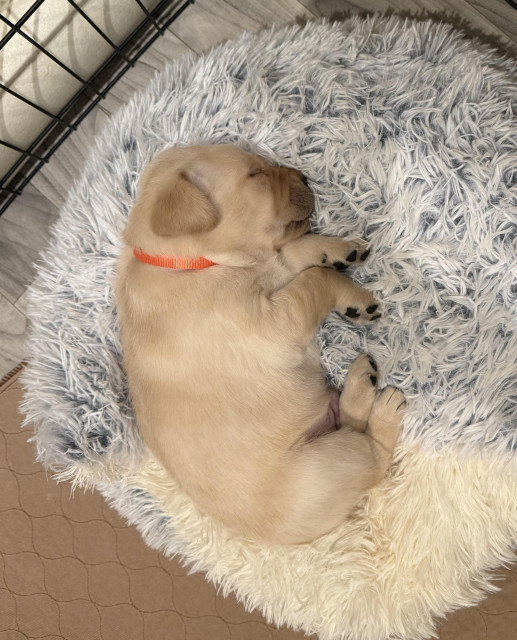 Yellow Labrador puppy with an orange collar napping on a fuzzy gray bed 