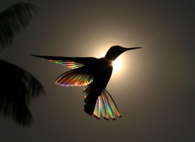 The exact moment in which the sunlight penetrates the wings of a Black and white Jacobin hummingbird revealing rainbow colors