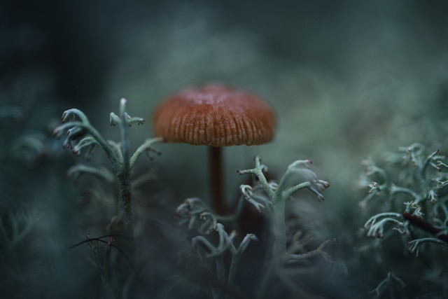 A close up photograph of a small brown/orange mushroom, with a dark thin stem and a rounded striated slightly lighter cap.

The mushroom is surrounded by reindeer lichen, in quite low exposure, giving the photo a darker, almost sinister vibe.