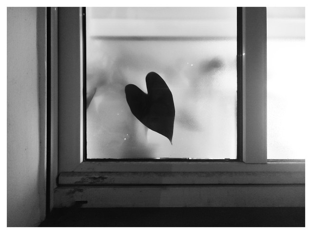 Schwarz-Weiß-Foto im Querformat mit weißem Rand. Zu sehen ist ein Teil eines Fensters, im Zimmer brennt Licht. Direkt an der Fensterscheibe klebt das herzförmige Blatt einer Zimmerpflanze, es ist schwarz und scharf konturiert und wirkt fast wie ein herzförmiges Loch in der Scheibe.