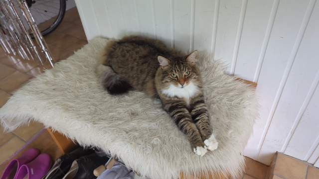 Katze liegt wie eins Sphinx mit ausgestreckten Vorderbeinen und hoch erhobenem Kopf auf einem weißen Fell auf einer Bank