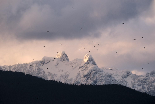 The peaks of the Lions sitting across the water above the City, at sunset as the daily murder of crows flys from the coastline into the suburbs for the evening.