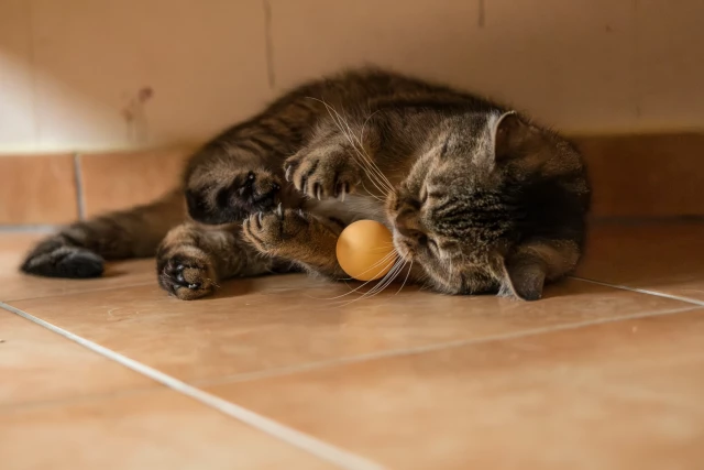 Graugetigerte Katzendame liegt undamenhaft auf der Seite mit dem Rücken zur Wand.
Vor ihr ein orangefarbener Tennisball, den sie grad knapp zu fangen verpasst hat.