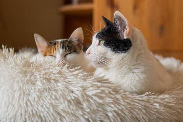 Ein schwarzweisser Kater liegt auf seinem Schlafplatz und schaut nach links, dahinter eine weis/braune Katze die schon die Augen geschlossen hat. Das Mittagsschläfchen ruft...