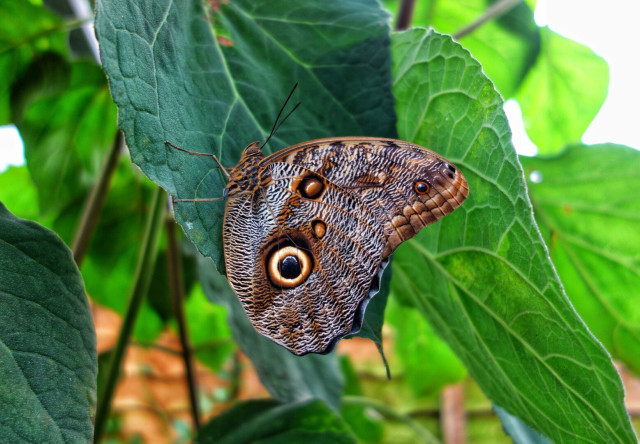This image showcases a close-up of a butterfly perched on a green leaf. The butterfly has intricately patterned wings, featuring a mix of earthy browns, subtle oranges, and detailed markings that resemble tree bark. Its wings are adorned with large, eye-like spots, adding to its camouflage and natural beauty. The butterfly is resting with its wings slightly open, revealing the texture and colouration. The leaf it is perched on is lush and green, surrounded by a background of additional foliage, creating a vibrant and natural setting.