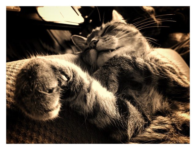 Monochrome photo of a tabby cat asleep on a couch, with his forepaws stretched out in the foreground. The camera is angled so that the cat looks almost upright, leaning left, and appears to be posing in some kind of martial arts stance.