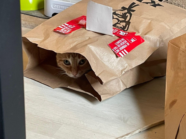 Washy the cat in a bag