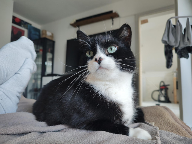 Schwarzweißer Kater Phips liegt auf der fußablage im Wohnzimmer und blickt nach rechts an der Kamera vorbei.
