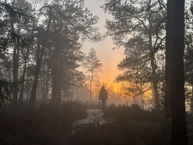 rødmende horisont med en person i silhuett omgitt av norske furutrær. 