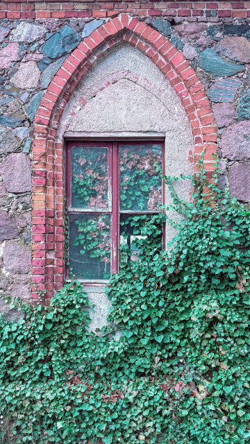 Efeu wächst in das Fenster eines leerstehenden Feldsteinhauses