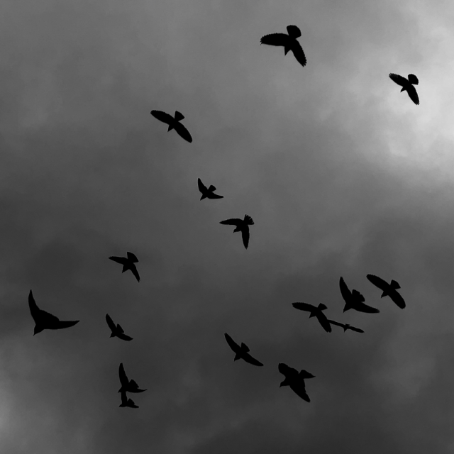 Black and white photo of a dark cloudy sky with a number of pigeons flying in different directions.