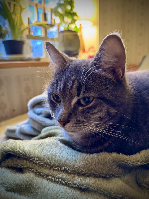 Gråspräcklig katt på grön filt. Ljusstake och blommor i bakgrunden. 