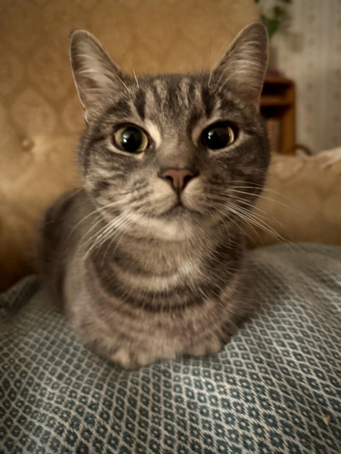 Gråspräcklig katt tittar in i kameran. Ligger på filt i gul fåtölj. 