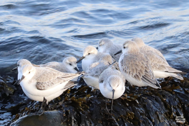 Photograph of a handful of sanderlings gathered closely on a seaweed-covered rock with waving water behind them. The sanderlings, with their gray and white feathers, make for a bright crown atop the dark rock.