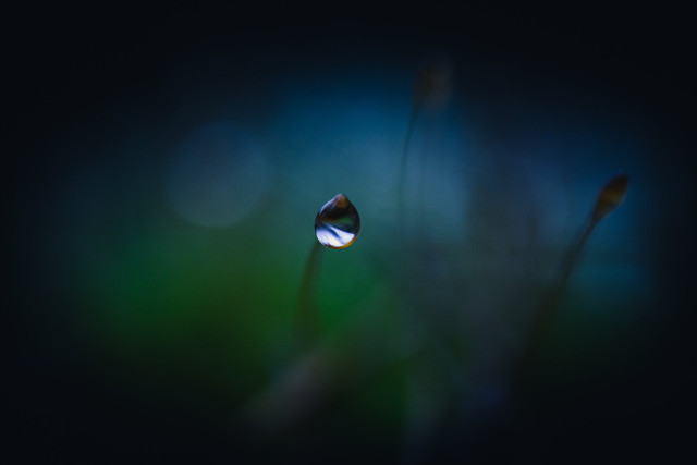 A close-up macro photograph of a single water droplet hanging at the tip of a moss sporophyte with a long thin stalk, in the center of the frame. 

The background is heavily blurred and dark, going from deep blue at the top to dark green at the bottom. The droplet is sharply focused and has an inverted refraction of the background and sky. 

Faint, out-of-focus outlines of other sporophytes are visible in the background to the right.