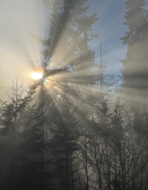 Sunbeams split by an evergreen in a stand of trees on a foggy hillside. 