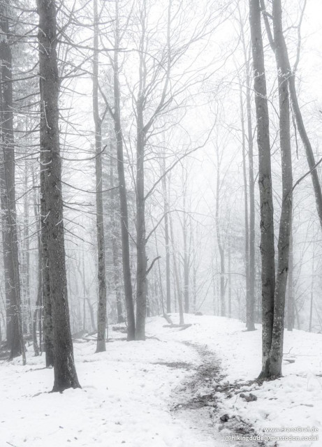 This image portrays a tranquil winter scene in a forest. Tall, leafless trees stand on either side of a narrow, snow-covered path that winds its way through the woods. The ground is blanketed in a layer of fresh snow, creating a serene and peaceful atmosphere.

A light mist or fog fills the forest, softening the outlines of the trees and adding a sense of mystery and calm. The bare branches of the trees reach upward, their dark trunks contrasting sharply with the white snow. The path, partially covered in snow, invites exploration and evokes a sense of solitude and quiet reflection.

The overall mood of the image is serene and almost magical, capturing the stillness and beauty of a winter's day in the forest. The fog adds an ethereal quality, making the scene feel timeless and untouched.