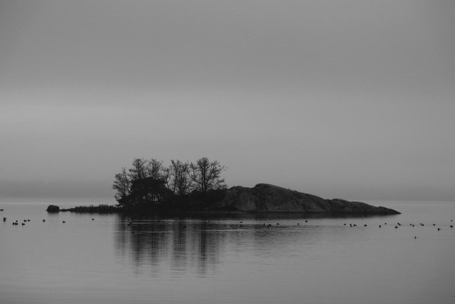 A small rock island with a few trees on a foggy morning.  Around the small island swim a lot of Mallards and Tufted Ducks. A brighter line is visible in the sky despite the fog.