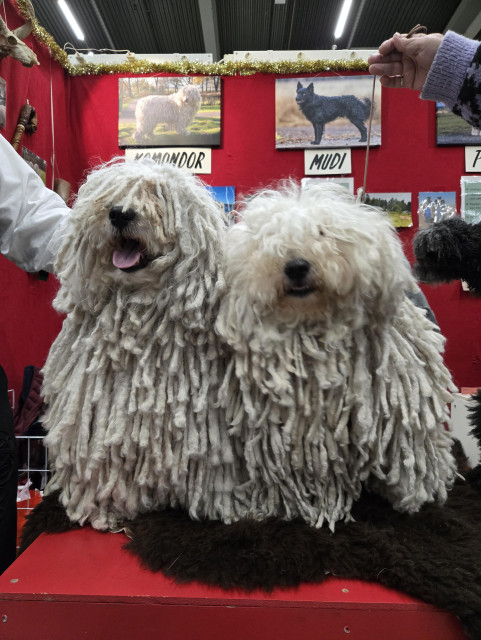 Foto på två pulihundar m päls som ser ut som den e gjord av garn 