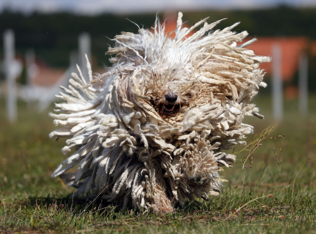 Komondor dog