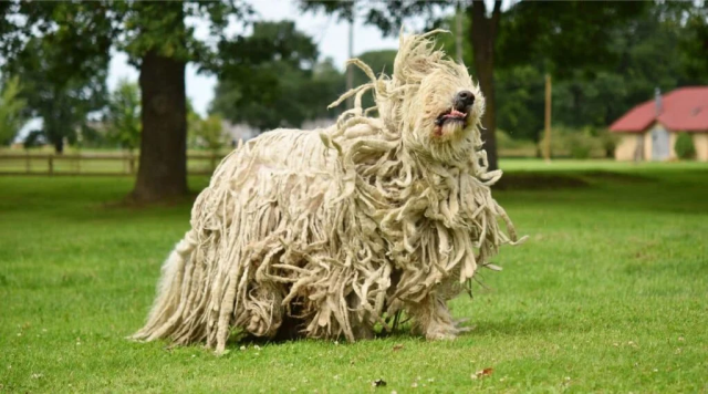 Komondor dog