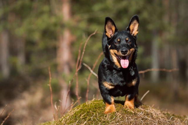 Black and tan Lancashire heeler
