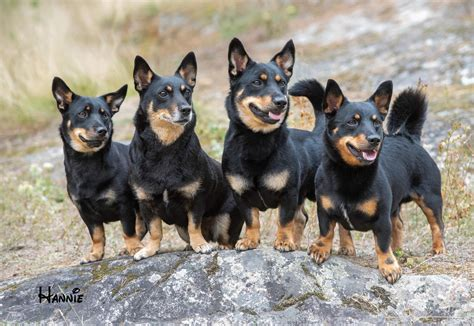 Black and tan Lancashire heelers