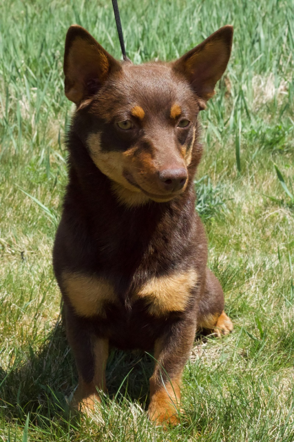 Liver and tan Lancashire heeler