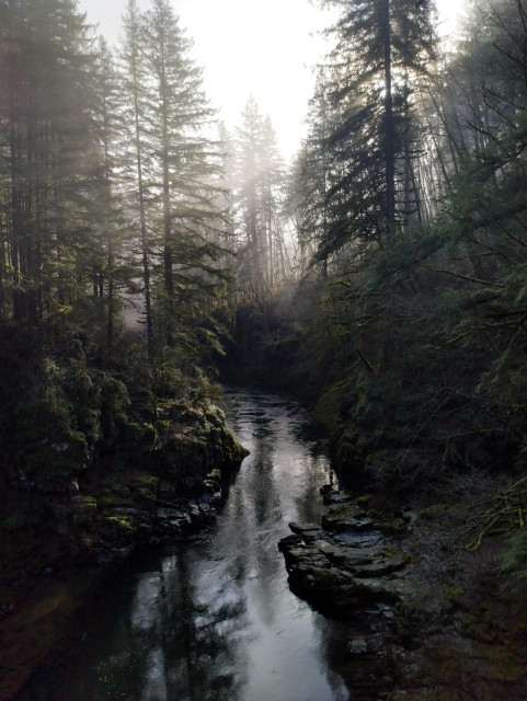 The Lewis River framed by dark basalt cliffs topped with fir trees. Sunlight shines through fog.