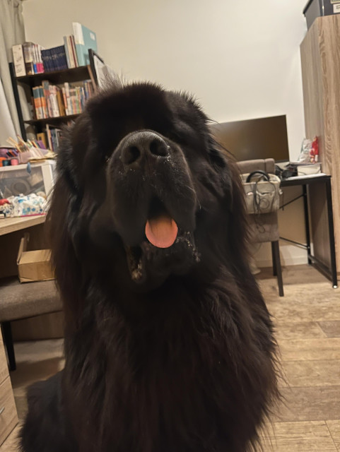 Odin the Newfie giving a blep with a jaunty little tilt of the head 