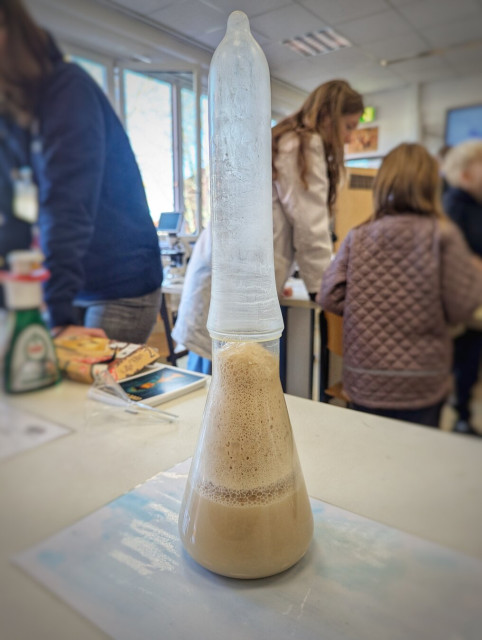 A conical flask, partially filled with a bubbling, frothy, light-brown liquid, sits on a table in what appears to be a classroom. The top of the flask is covered with a condom, inflated by gas produced from the yeast reaction inside the flask. The background shows blurred figures of people, likely participants or students, engaged in activities. The scene suggests a science experiment demonstrating gas production from yeast fermentation.