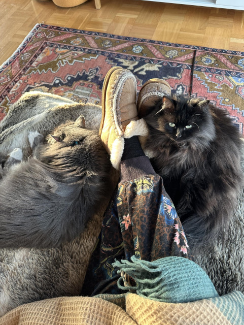 Två katter ligger bredvid en person som sitter i en soffa med korslagda ben.