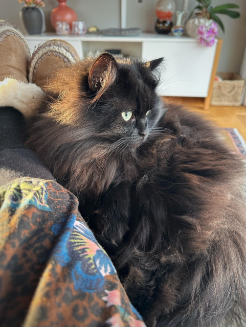 En långhårig svart katt ligger bredvid sin människa och tittar snett till höger ur bild.