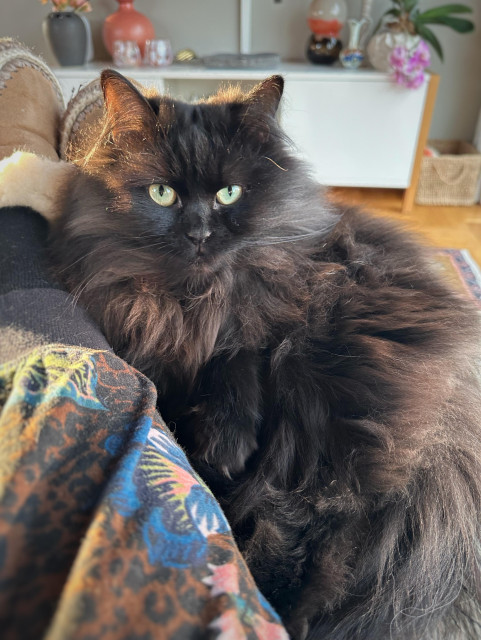 En långhårig svart katt ligger bredvid sin människa och tittar mot kameran med gula ögon.