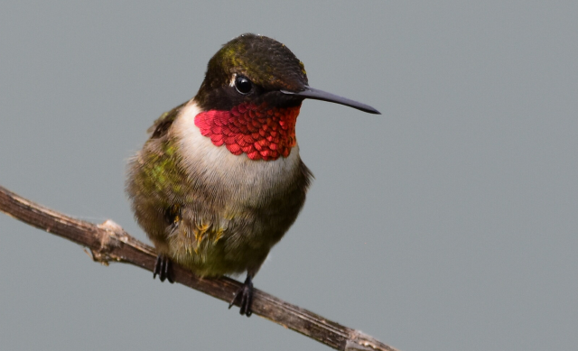 extreme closeup of a ruby-throated hummingbird showing its beautiful ruby red "scales" around its neck. Surprisingly sharp with no post processing juju