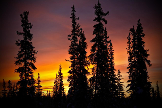 Silhouetted black spruce trees stand tall against a winter sky glowing with warm orange, gold, and deep pink light near sunrise in Fairbanks, Alaska. The trees form dark vertical shapes in the foreground, while layered clouds reflect the low sun near the horizon. The contrast emphasizes the long, lingering light of winter as the solstice approaches.