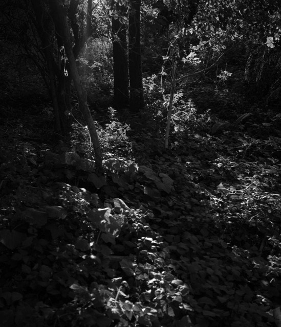 monochrome trees and foliage