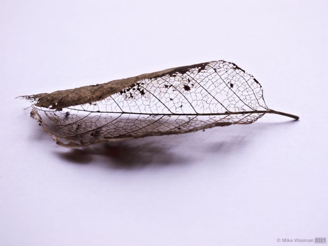 The brown veins of of a leaf.