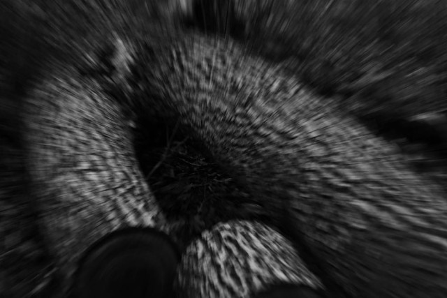 A sawed-down tree trunk lies on the ground like a lower body with two legs. The left trunk is sawed off and lies between the split trunk. The picture has an unpleasant and dark atmosphere.