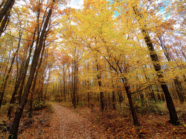 Autumnal forest in the pilis, close to pilisszentlaszlo, hungary