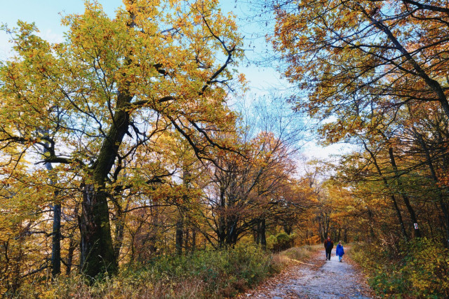 Autumnal forest with two tiny hikers On the way from the predikaloszek back to pilisszentlaszlo, hungary