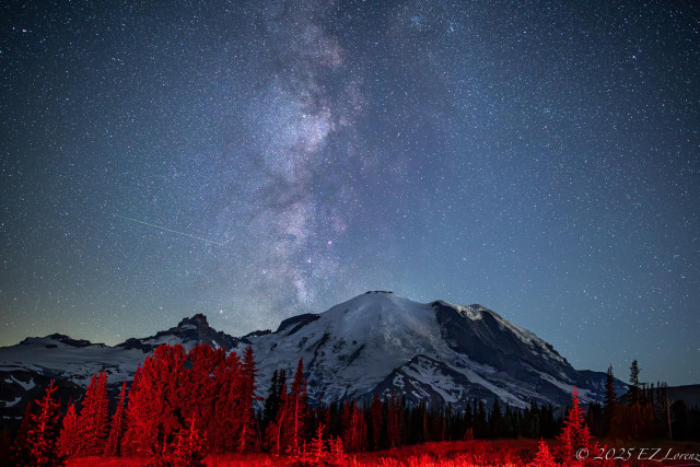 Starry night sky with a bright Milky Way over the snow-capped Tahoma and pine forest, accidentally light painted red by headlamps used by photographers next to me. The scene is serene, with a meteor streaking above.