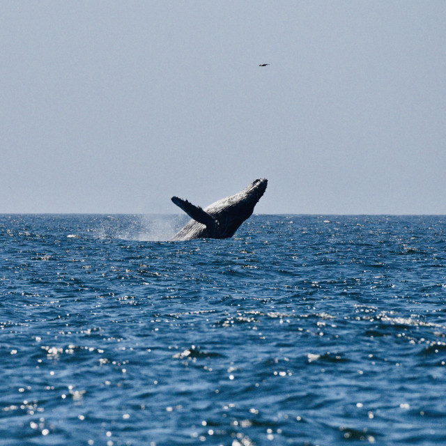 A photograph of a humpback whale breaching in the water (flopping backwards). Overhead, a bird