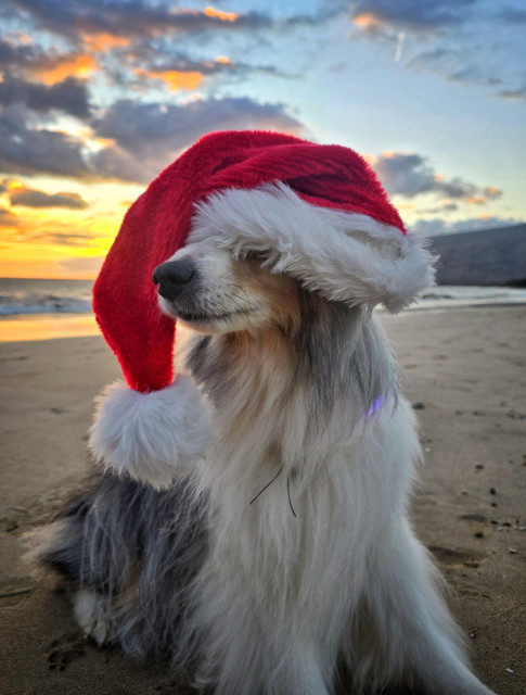A dog wears a Santa hat that is covering his eyes. He is sitting on a beach with a sunset in the background.