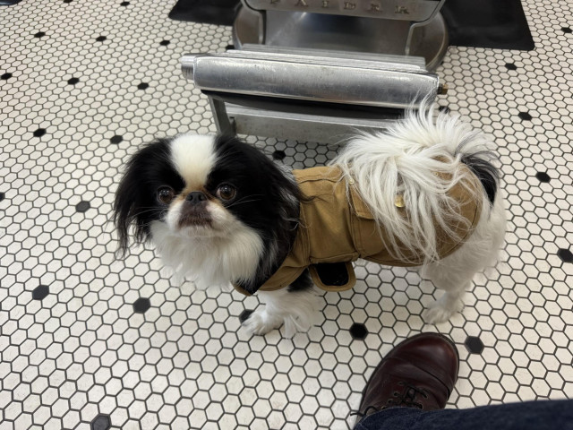 A black and white Japanese chin wears a tiny Carhartt jacket. He’s standing on a black and white hexagonal tile floor near the base of a barber’s chair.