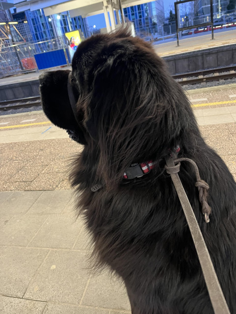 Odin the Newfie politely sitting on a train platform with his leash double knotted around his collar 
