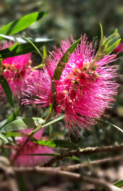 Pink bottlebrush flower. The flowers are vibrant pink with lots of of fine tendrils spreading from the centre in the shape of a bottle brush 