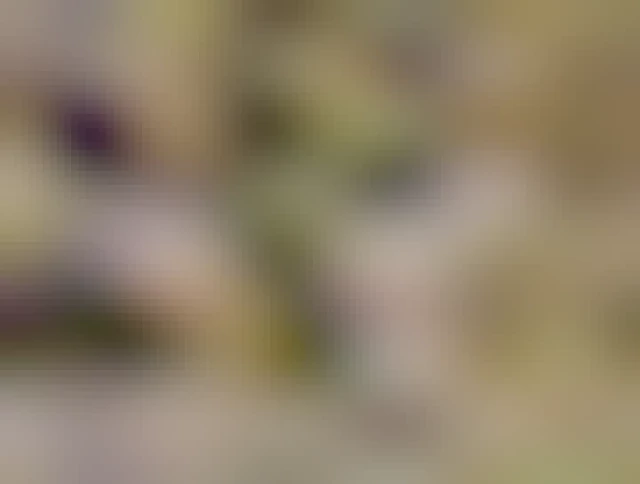 A photo of two Welsh Cardigan corgis sat next to a Christmas tree.